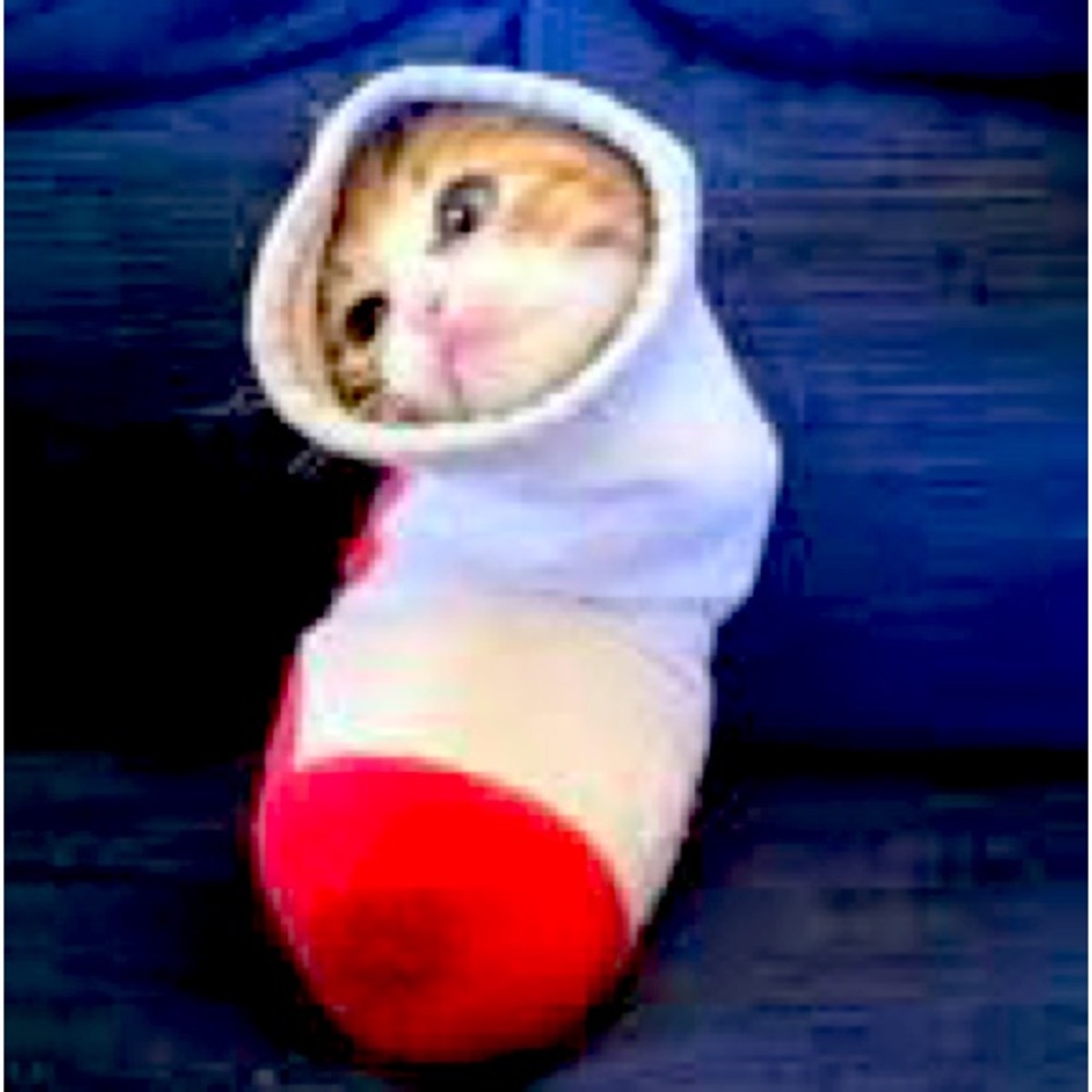 Cat inside a sock